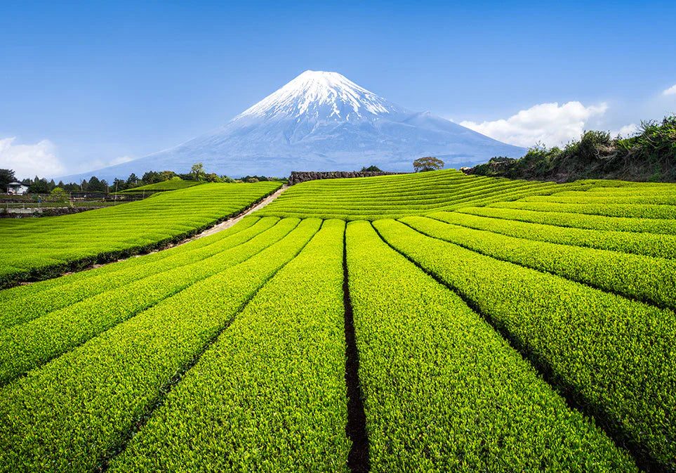 有機綠茶丨Organic Green Tea