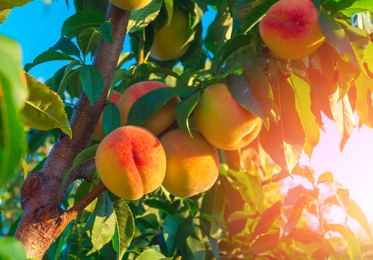 蜜桃茶｜Just Peachy Tea Pack of 15 Sachets